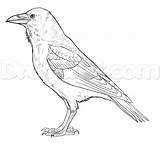 Crow Realistic Dragoart Ravens sketch template