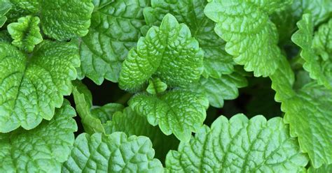 mint condition  growing popularity  mint  fragrance raw materials