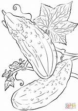 Coloring Pages Cucumbers sketch template
