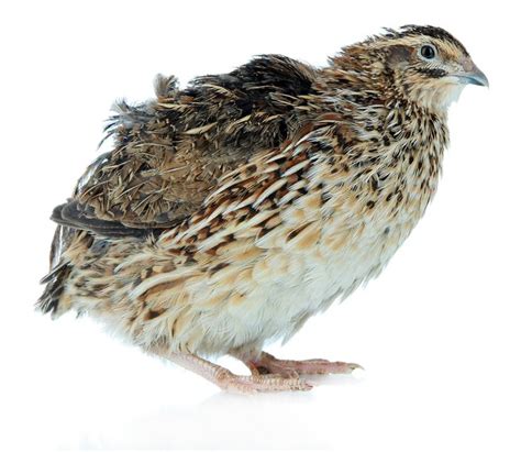 pharaoh coturnix quail chicks quail raising quail pickled quail eggs