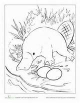 Platypus Duckbill sketch template