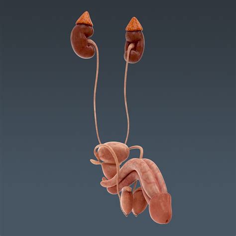 Human Body Internal Organs Anatomy 3d Model Max Obj 3ds Fbx C4d