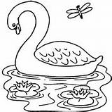 Coloring Swan Swans Pages Lake Birds sketch template