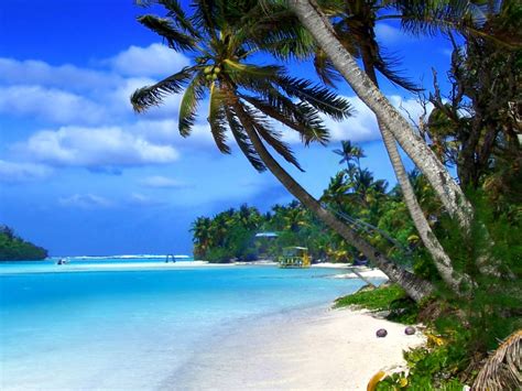 beach  cayman islands tropical landscape ocean blue