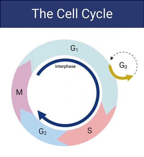 cell cycle college biology