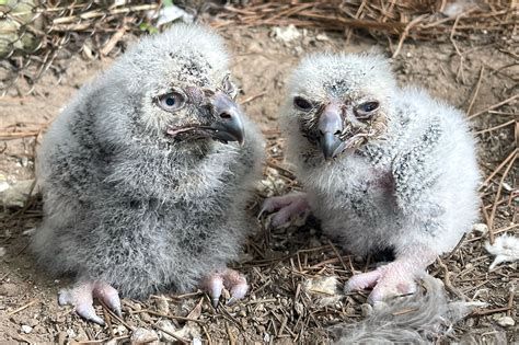 ohio zoo welcomes  baby snowy owls  major feat  species