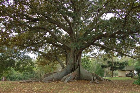parable   fig tree echo  restoration truths