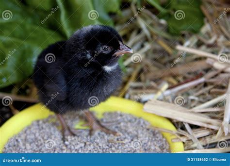 pulcino nero del bambino fotografia stock immagine  gallina