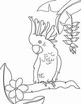 Cockatoo Coloring sketch template