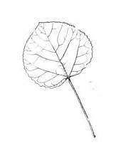 Aspen Coloring Leaf Tree Printable Pages Drawing Quaking Version Color Click Online Supercoloring sketch template