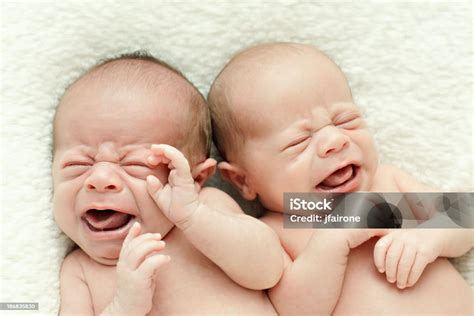 newborn twins crying stock photo  image  babies  baby human age color