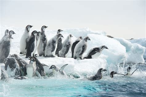 crazyfilm die reise der pinguine  filmbesprechung