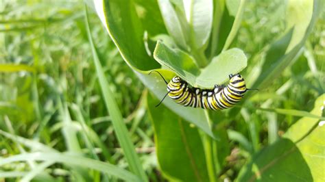 milkweed  monarchs milkweedwatch