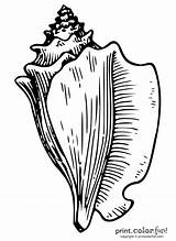 Conch Shell sketch template