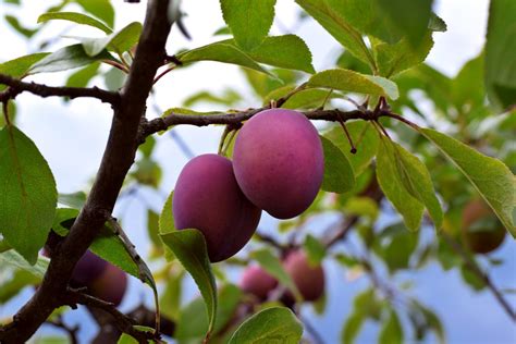 plum tree care   grow  care   plum tree