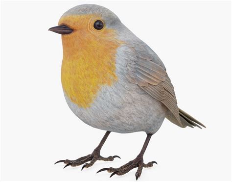 model pbr robin bird cgtrader