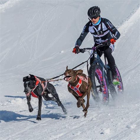 train  dog  pull  sled  dog people  rovercom dog