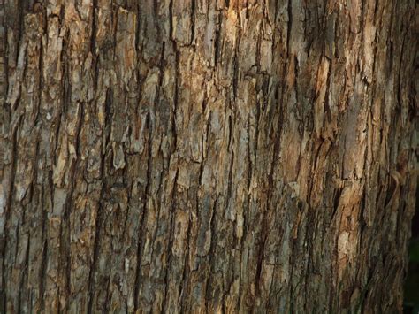 bark texture  stock photo public domain pictures