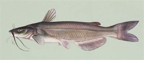 channel catfish simple english wikipedia   encyclopedia