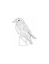 Goldfinch Coloring Eastern sketch template