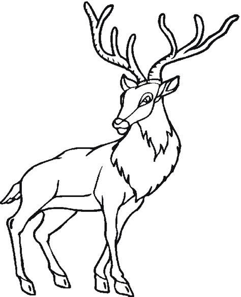 coloring pages forest animals