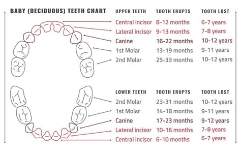baby teeth   baby teeth order  proper care dentalyorg