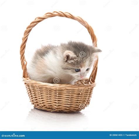 small cute kitten stock image image  face nature