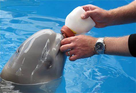 Alaska aquarium cares for newborn beluga whale separated from its 