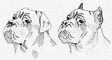 Mastiff Hunde Saupacker Cropping Welpen Afbeeldingsresultaat sketch template