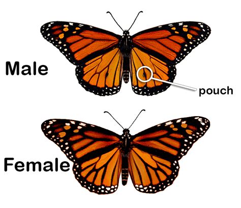 monarch butterfly sex differences other