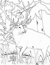 Elk Coloring Pages Animal Color Animals Sheets sketch template