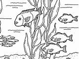Kelp Montereybayaquarium sketch template