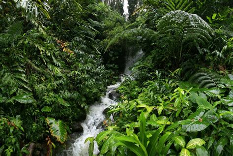 hawaii rainforest wildernesscapes photography llc  johnathan  esper