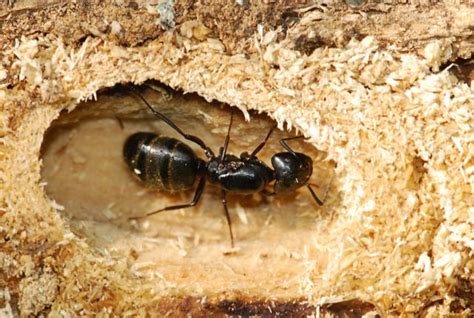 find  queen ant wild  ants