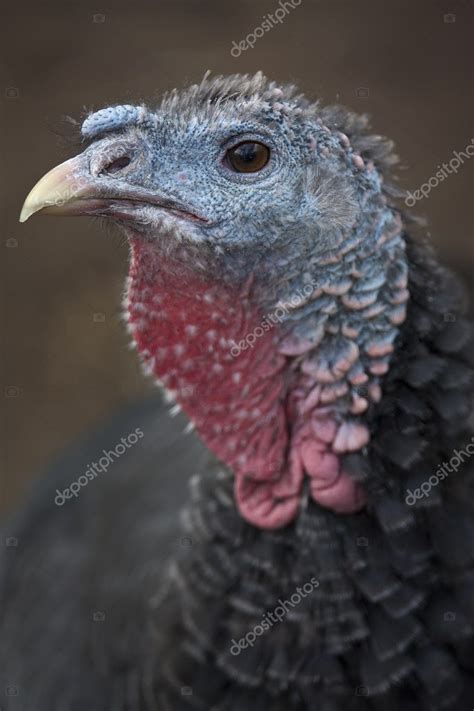 turkey head stock photo  stephane
