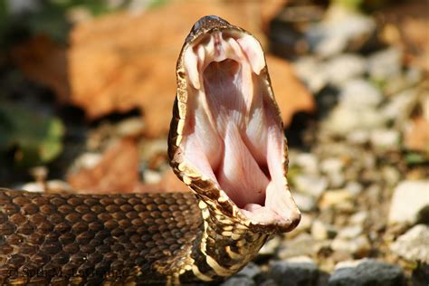 snake mouth google amphibians reptiles fear factor australia