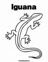 Coloring Iguana Kids Popular sketch template