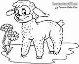 Lamb Agneau Lambs Cordeiro Corderos Ovejas Pintarcolorir Kindergarten Siguientes Getdrawings Coloriages sketch template