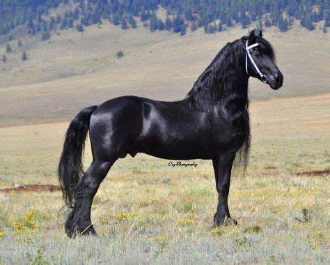 pin  brenda cantrell  horses mules  donkeysyehaw  images friesian horse