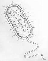 Draw Bacteria Cell Prokaryotic Biology Prokaryotes Drawing Easy Drawings Diagrams Diagram Bacterial Step Microbiology Eukaryotic Microscopic Science Organisms Anatomy Neat sketch template