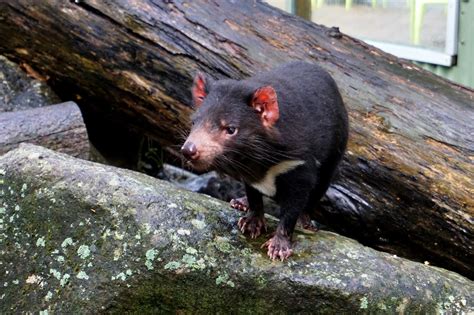 tasmanian devil facts     sightseeing scientist