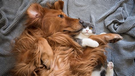 een hond en kat samen  een huis  dat hart voor dieren