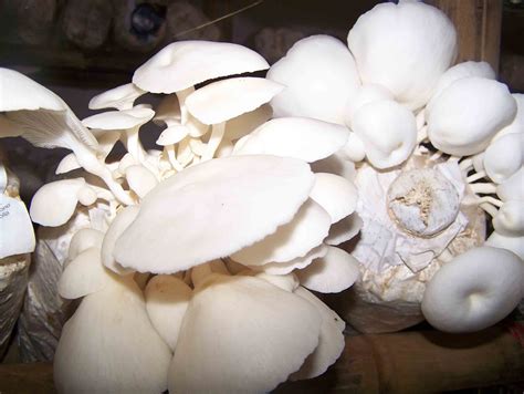 jamur merang ragam info