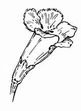 Foxglove sketch template