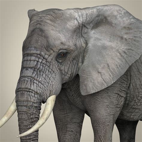 realistic asian elephant by cgtools 3docean