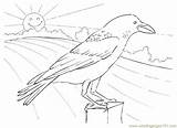 Crow Wrona Pniu Kolorowanki Wrony sketch template