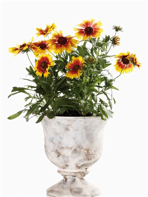 potted blanket flower plants   grow blanket flowers  containers