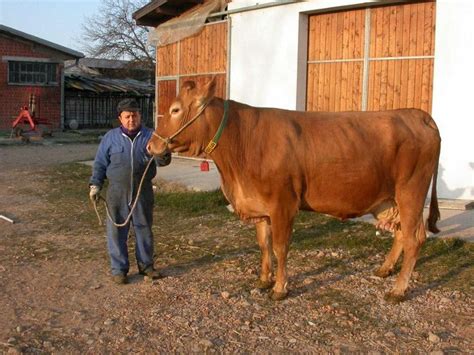 pin  jim durham  italian  cattle breeds aosta valley brixen lienz