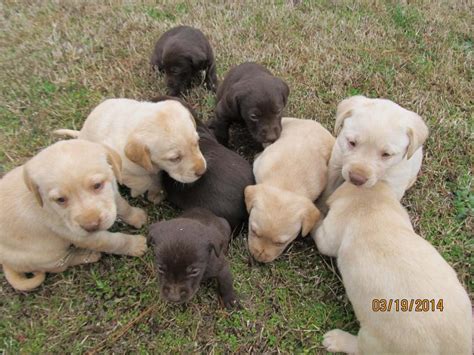 woods ferry labrador great news we will be having all colors lab