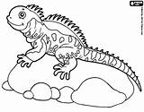 Iguana Coloring Marine Getdrawings sketch template